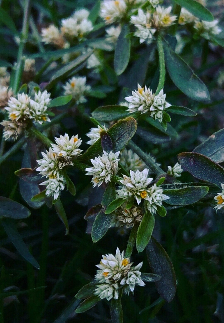 Beauty of Weed.