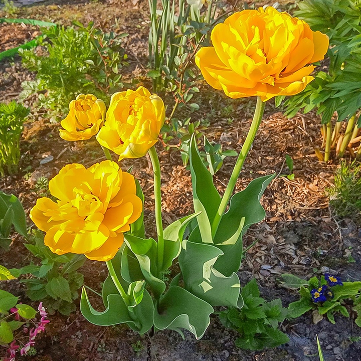 Flowers