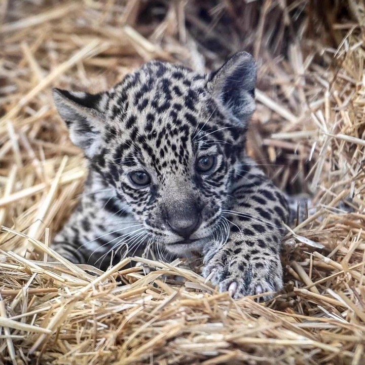 leopard