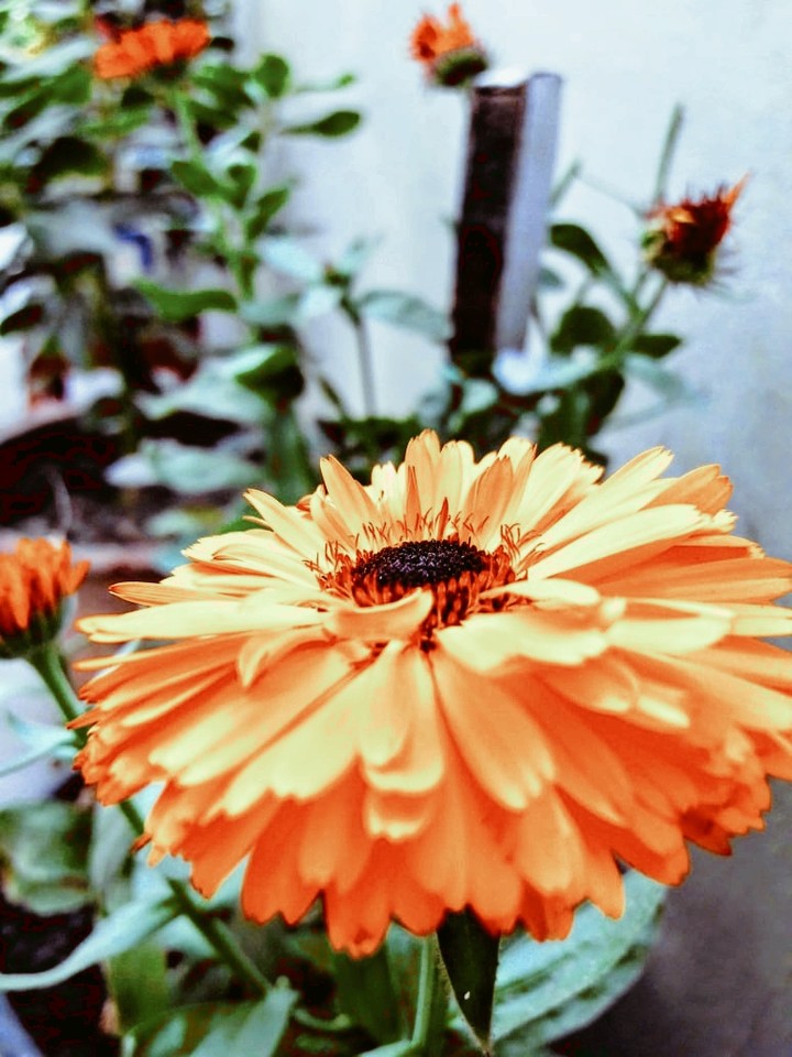 flower lover