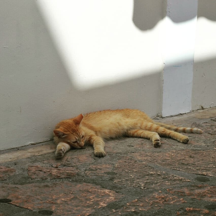 котик отдыхает от жары