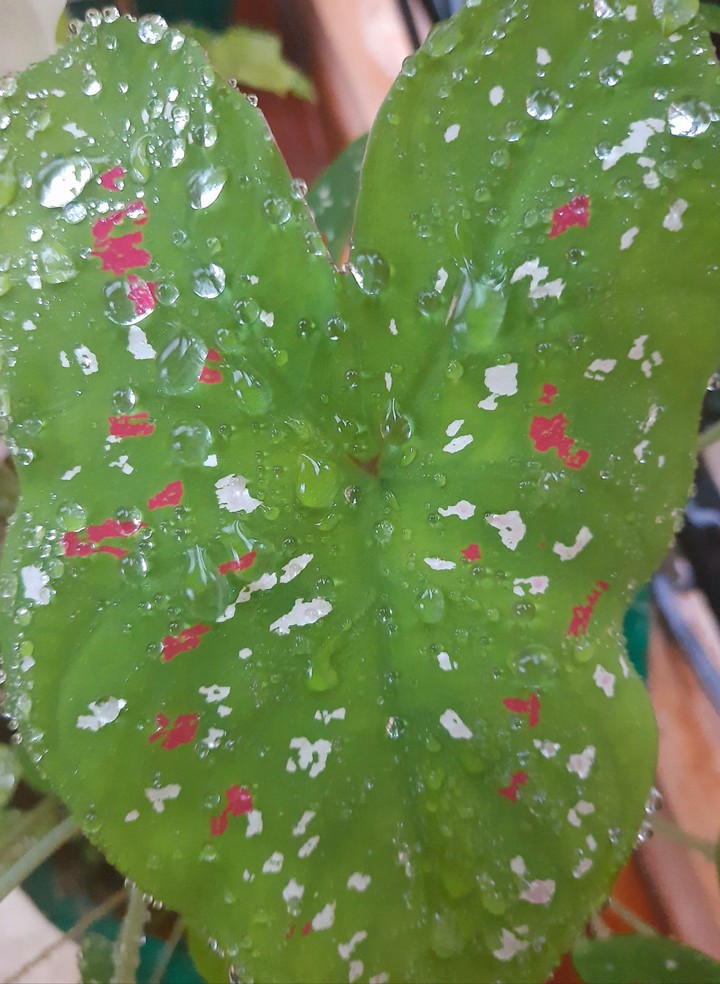 raindrops