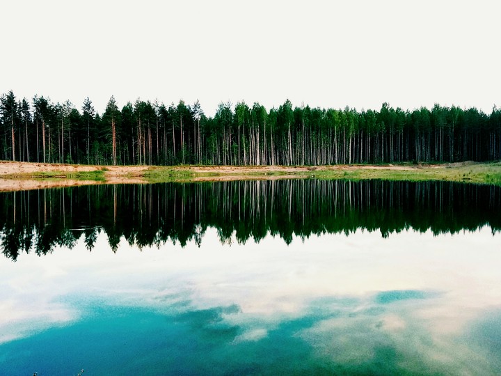 Отражение леса/forest reflection