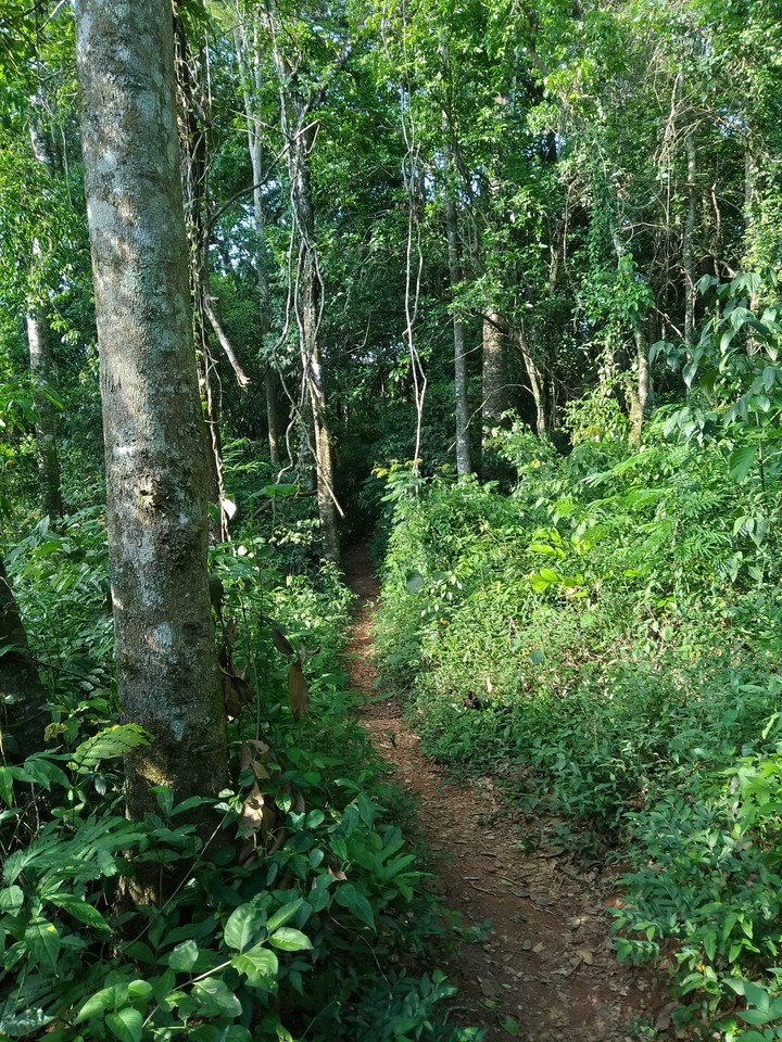 floresta