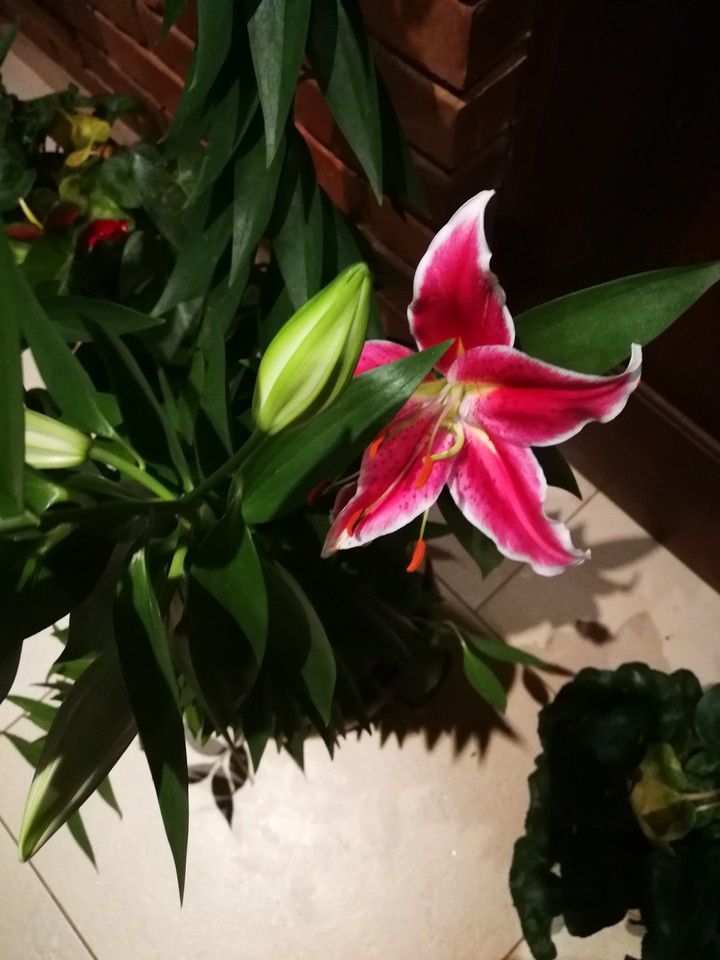 Amarilla