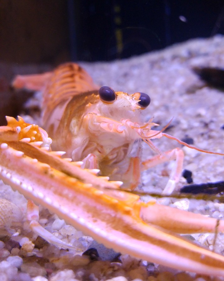 Shrimp