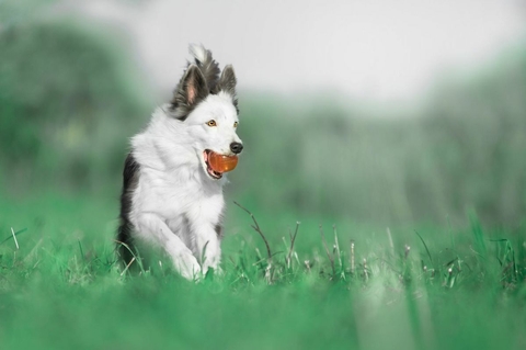 The Border Collie Because There Is No Better Dog