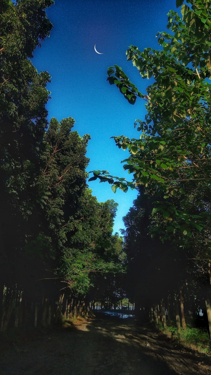 forest