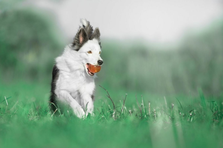 The Border Collie Because There Is No Better Dog