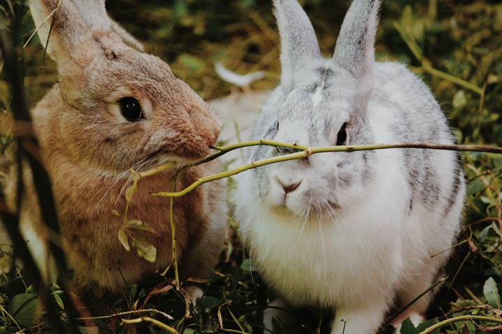 the bunny's