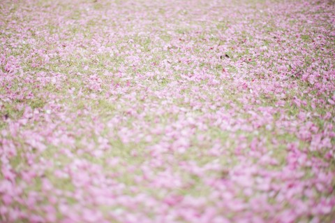Pink Flower