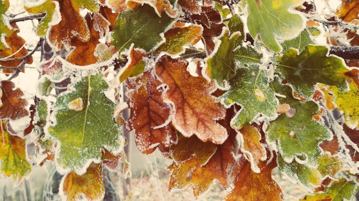 frozen leaves