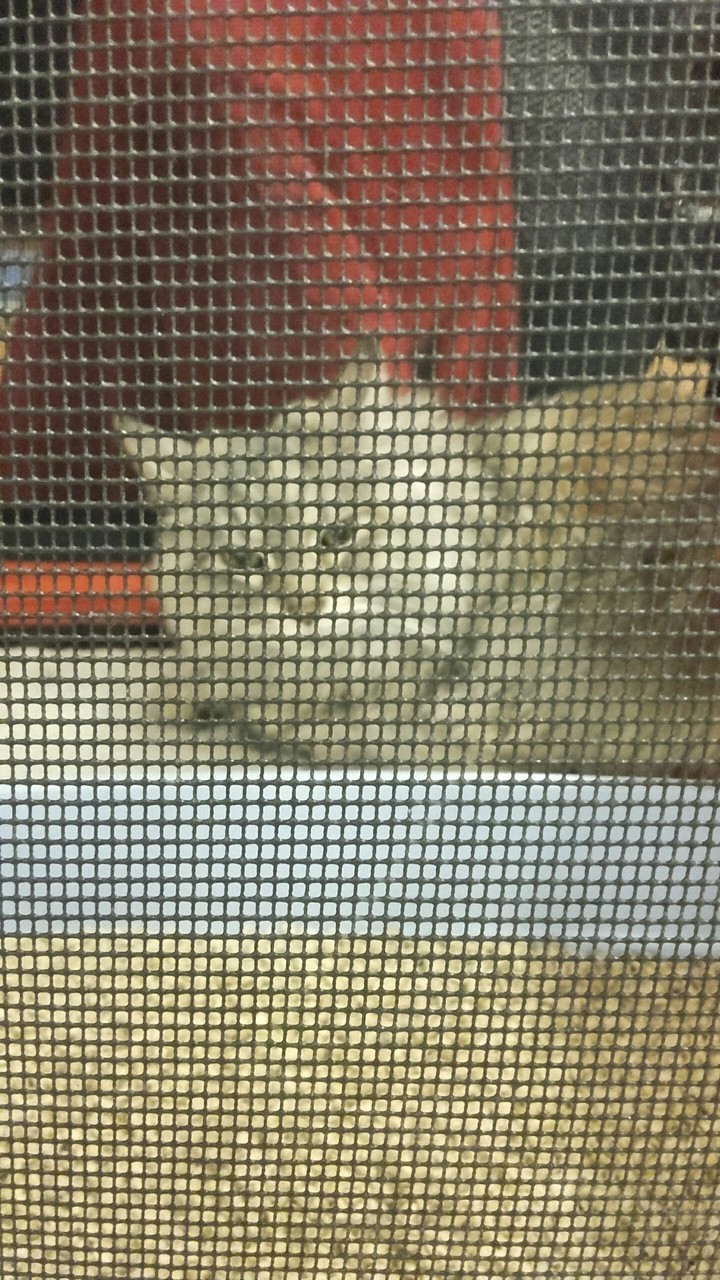 Look like a fox 