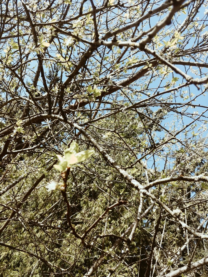 tree