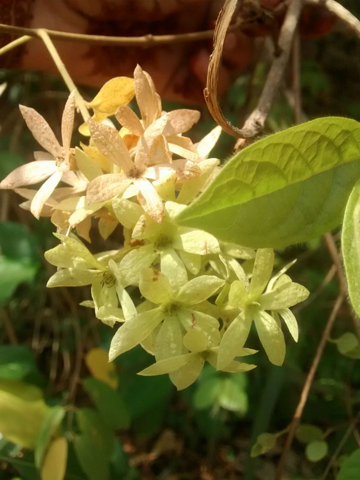 leaf