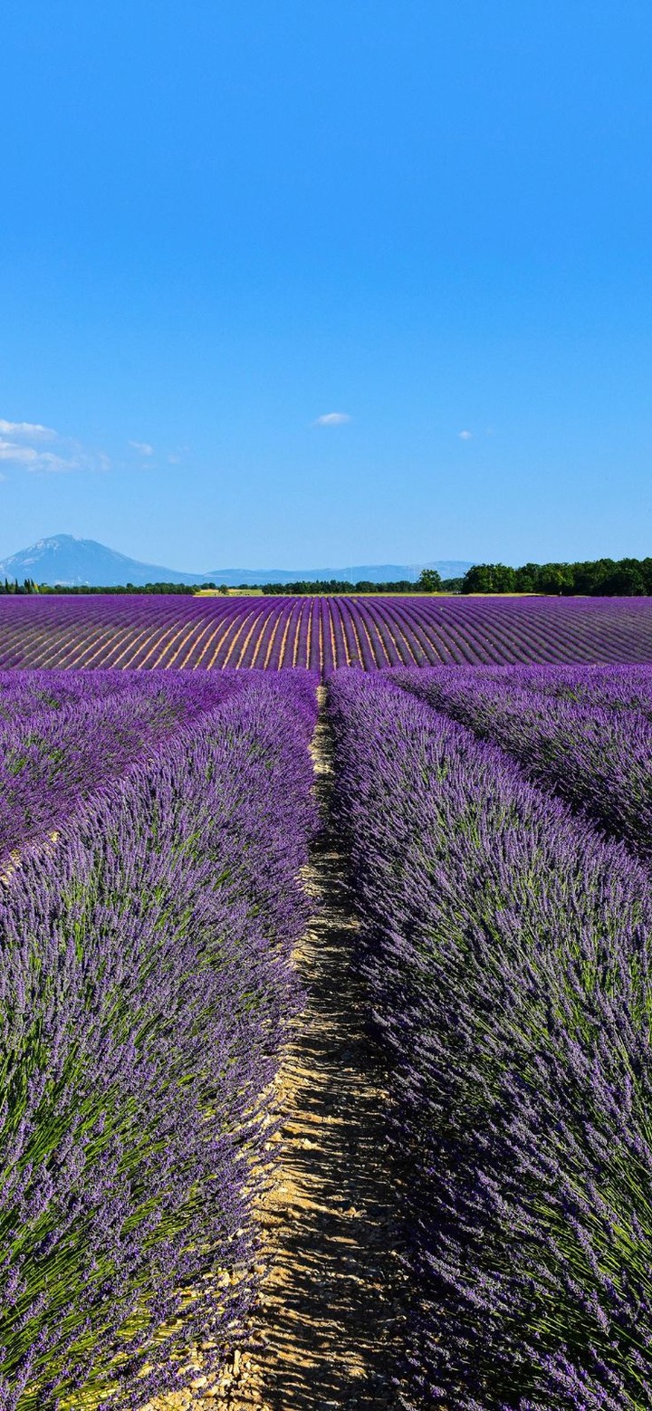 sfondi Plantation, Field