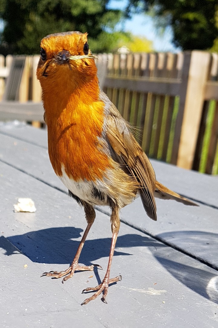 poser!