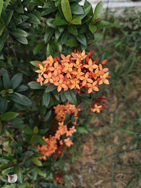 sfondi flower, forb