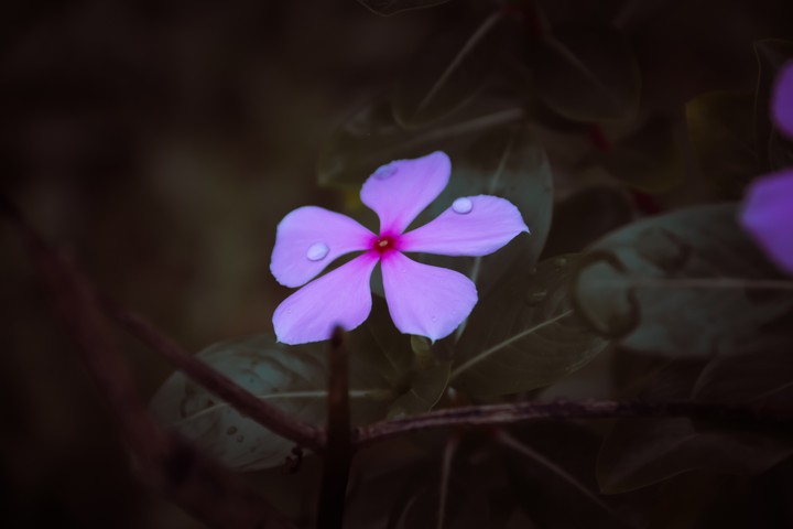 flower
