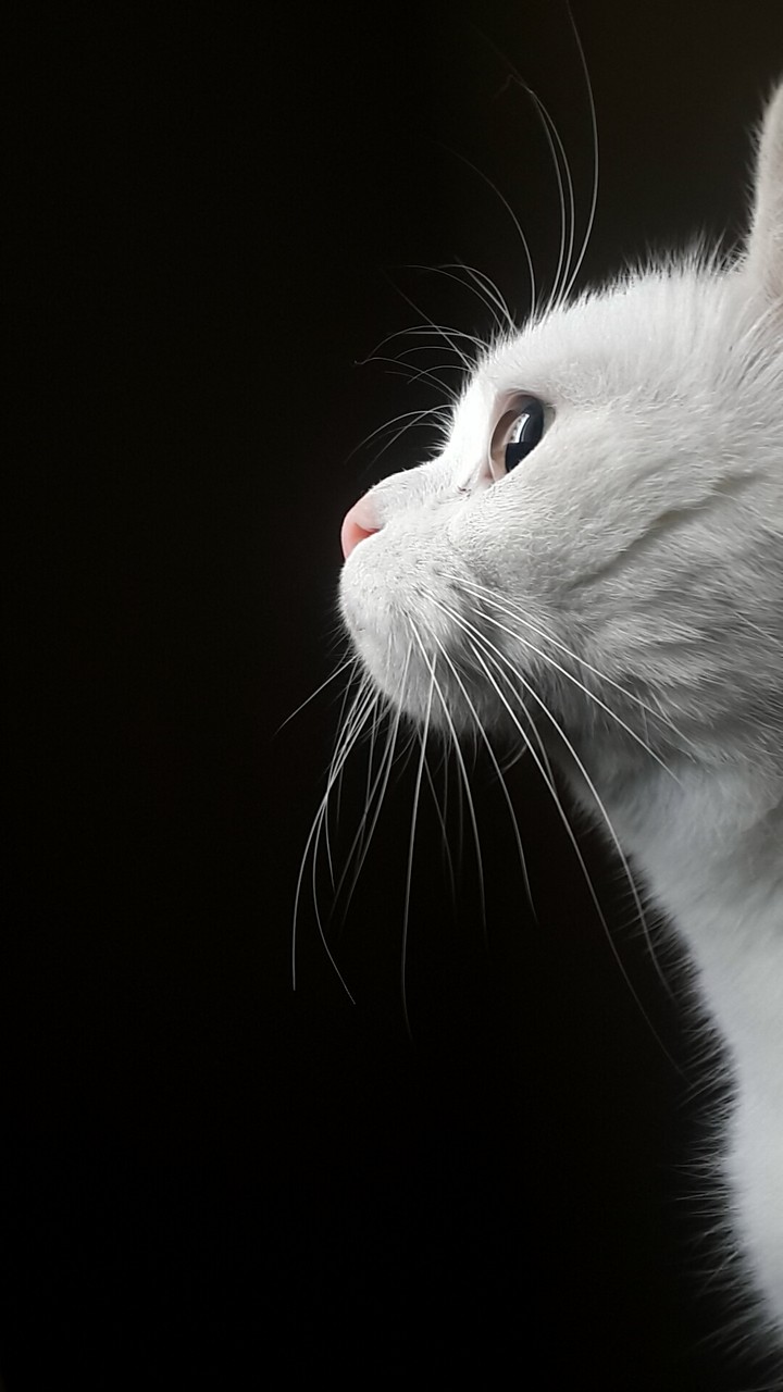 White cat