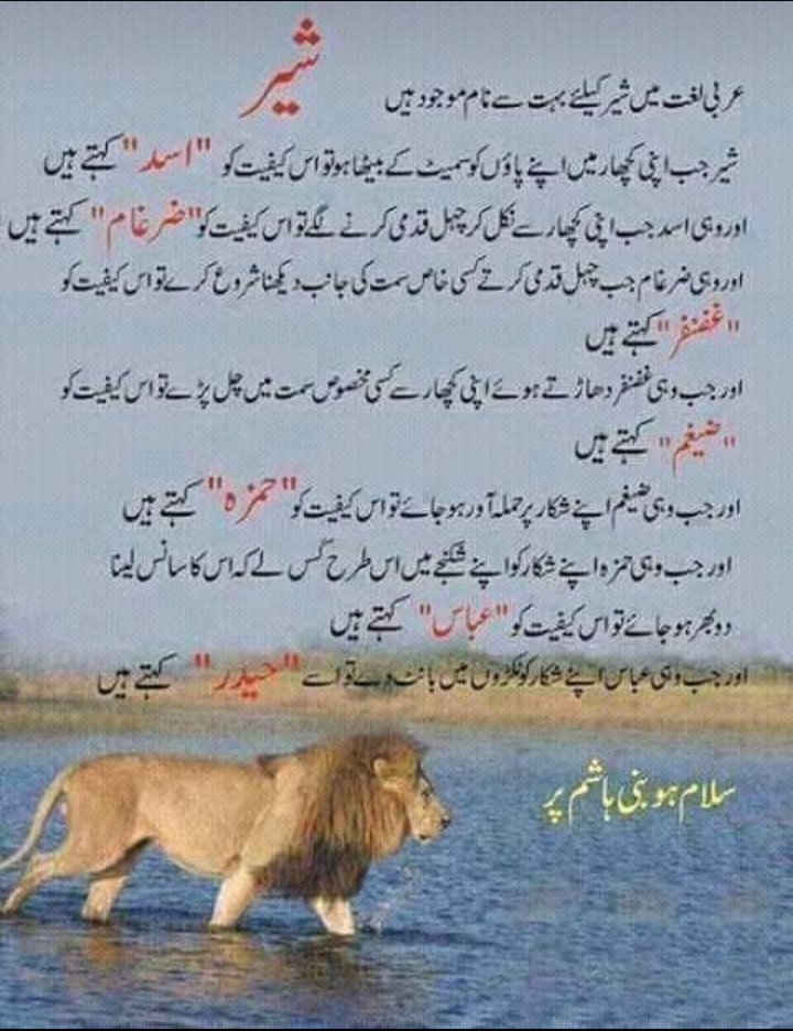Different meanings of lion in Arabic