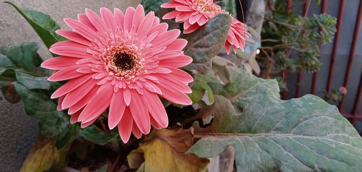 flores