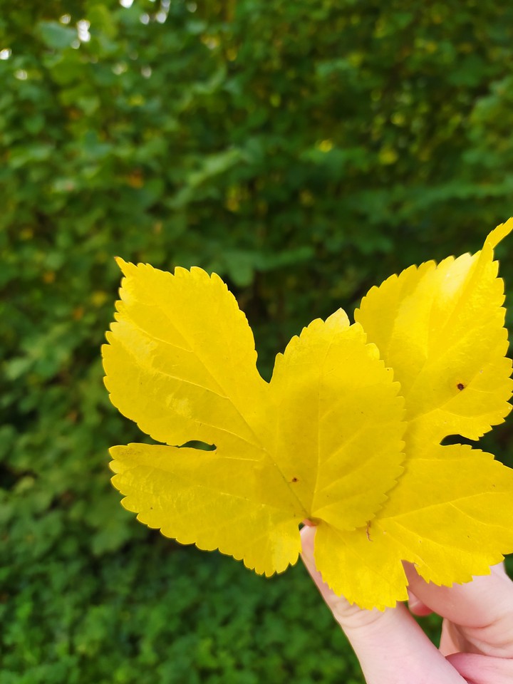Leaves
