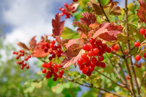 berry, red वॉलपेपर