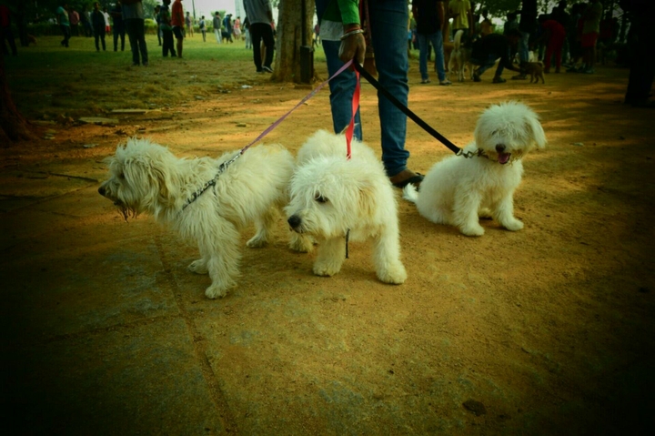 Dogs