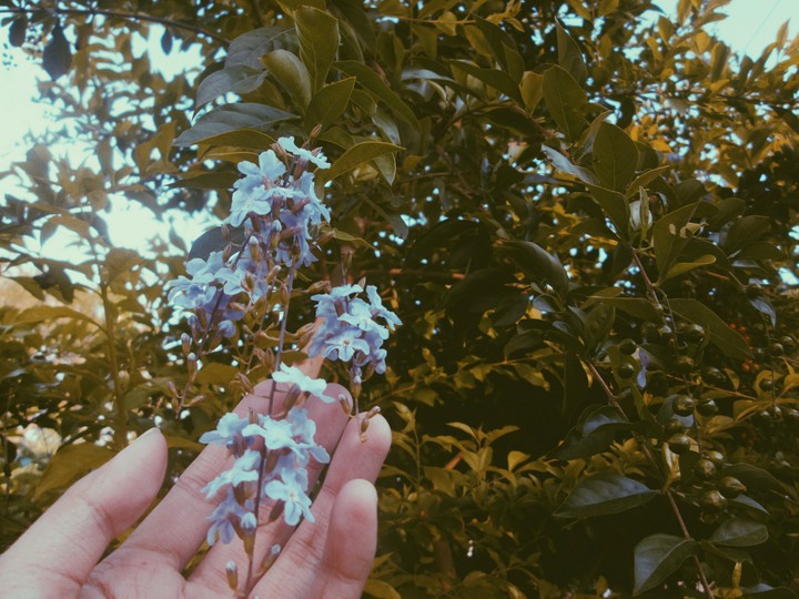 a e s t h e t i c
