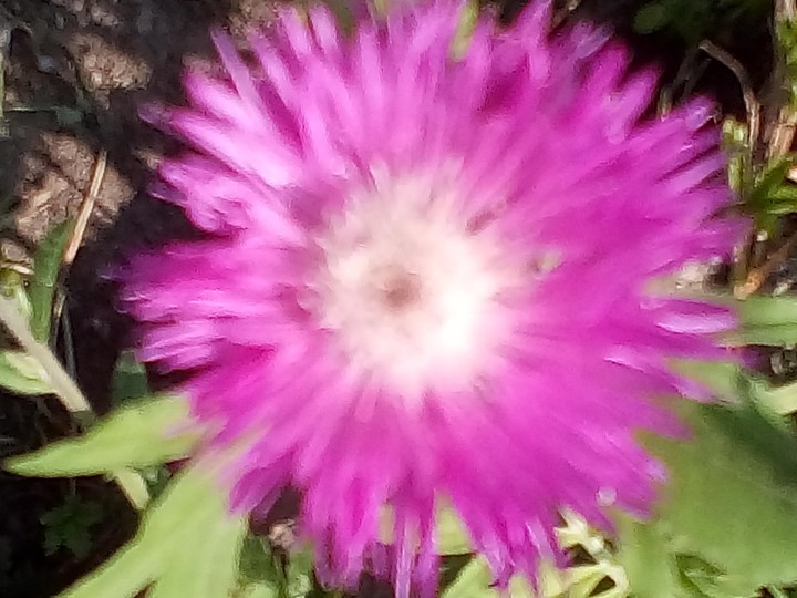 kornblume.