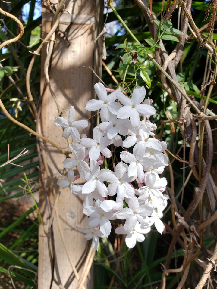 jasmine