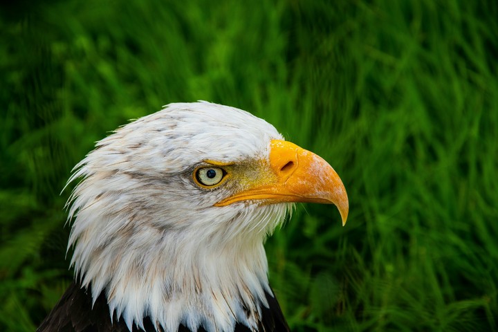 Eagle