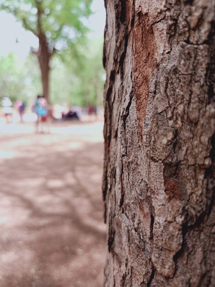 The olden tree...