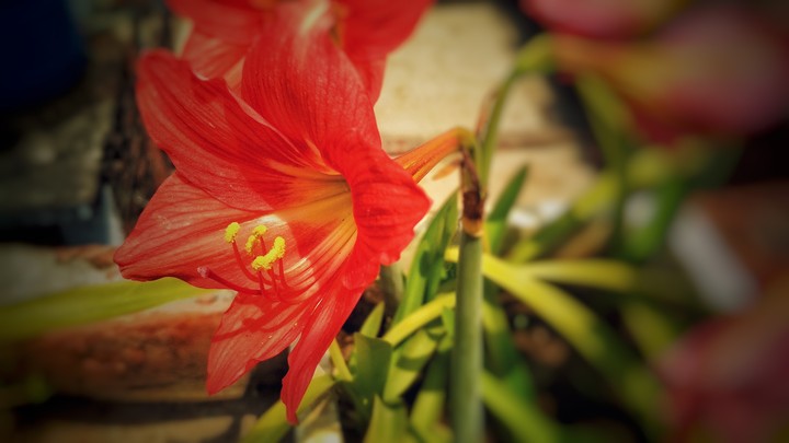 Flower