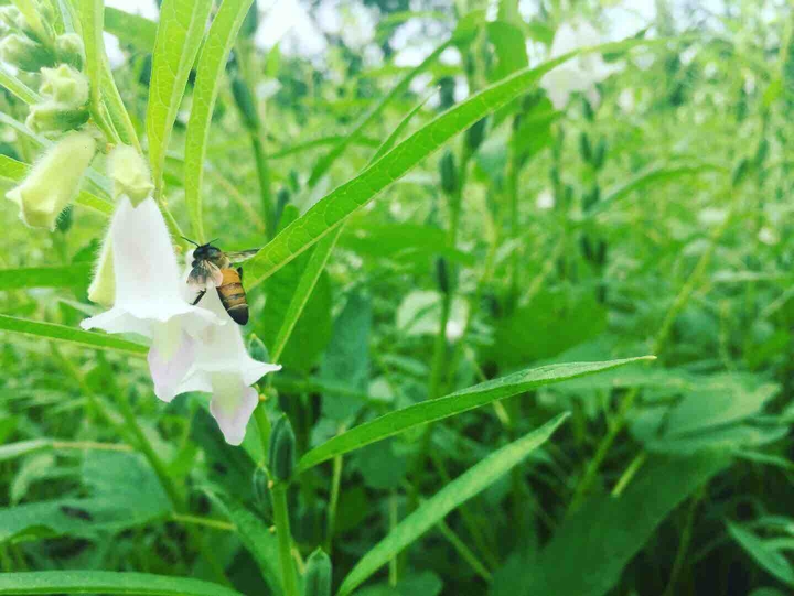 honeybee flying on sesames flowers