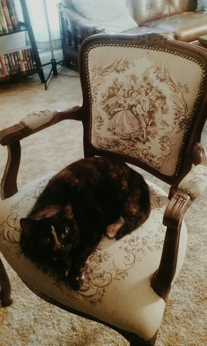 Cat on a Chair