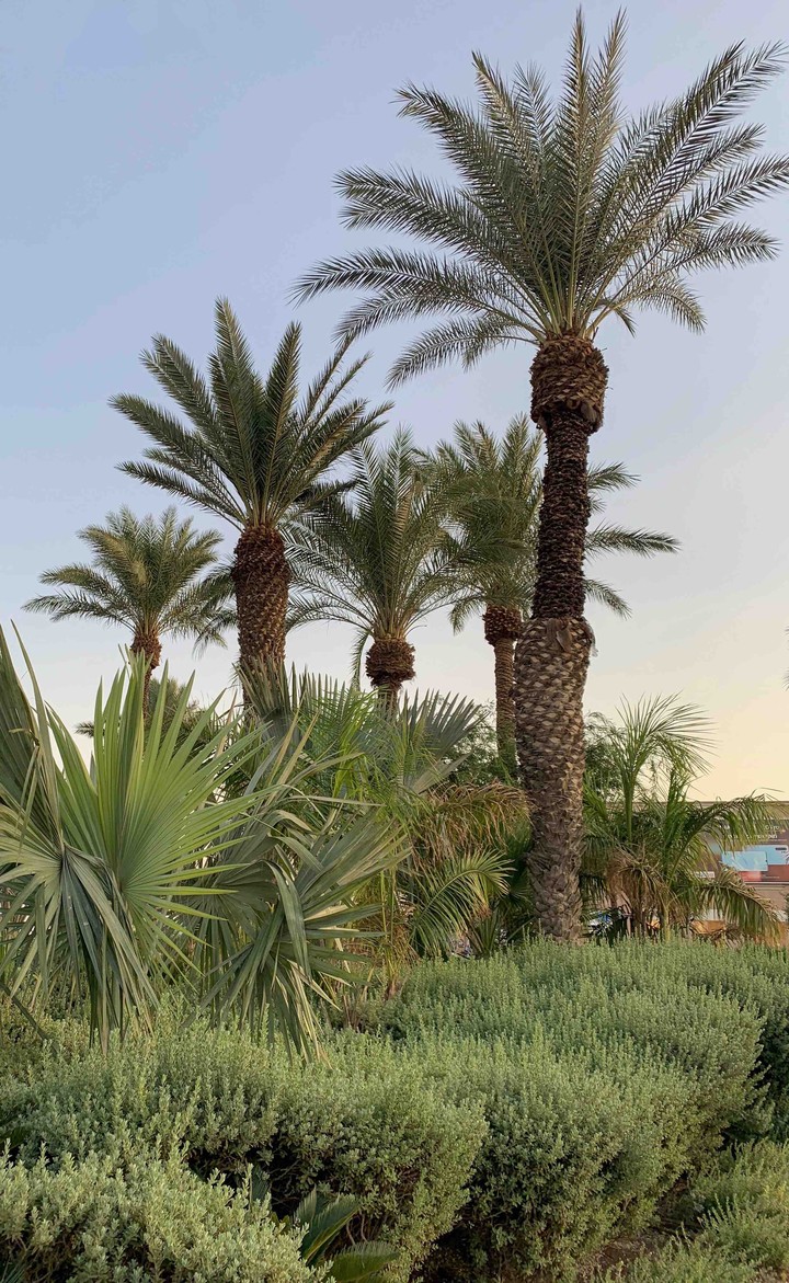 palms