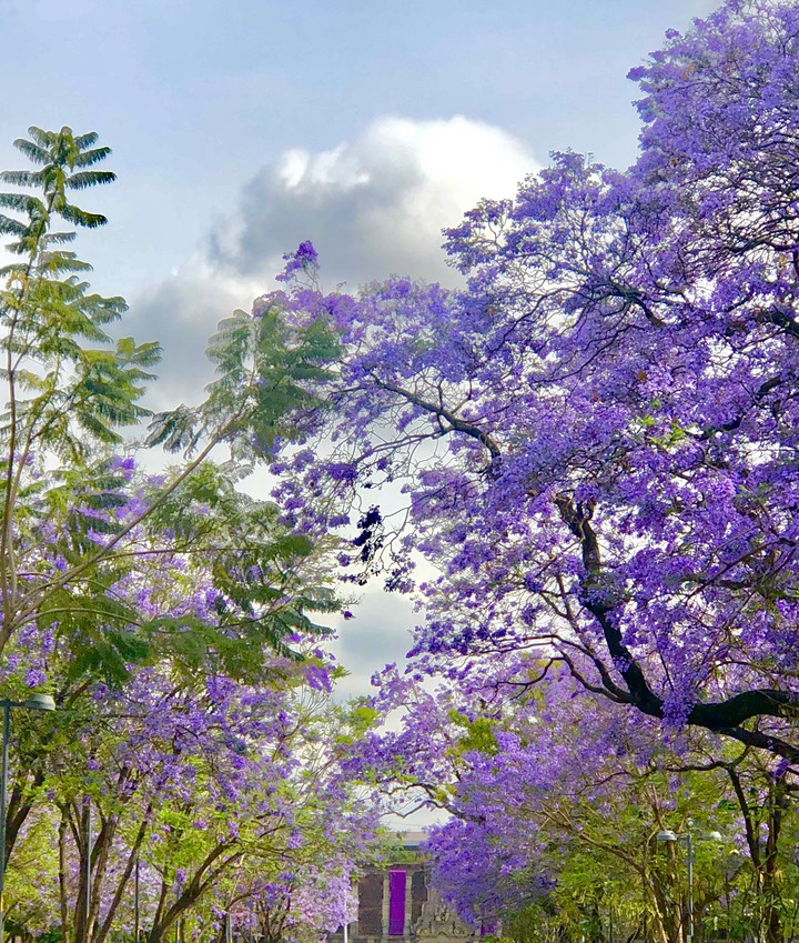 Jacarandas