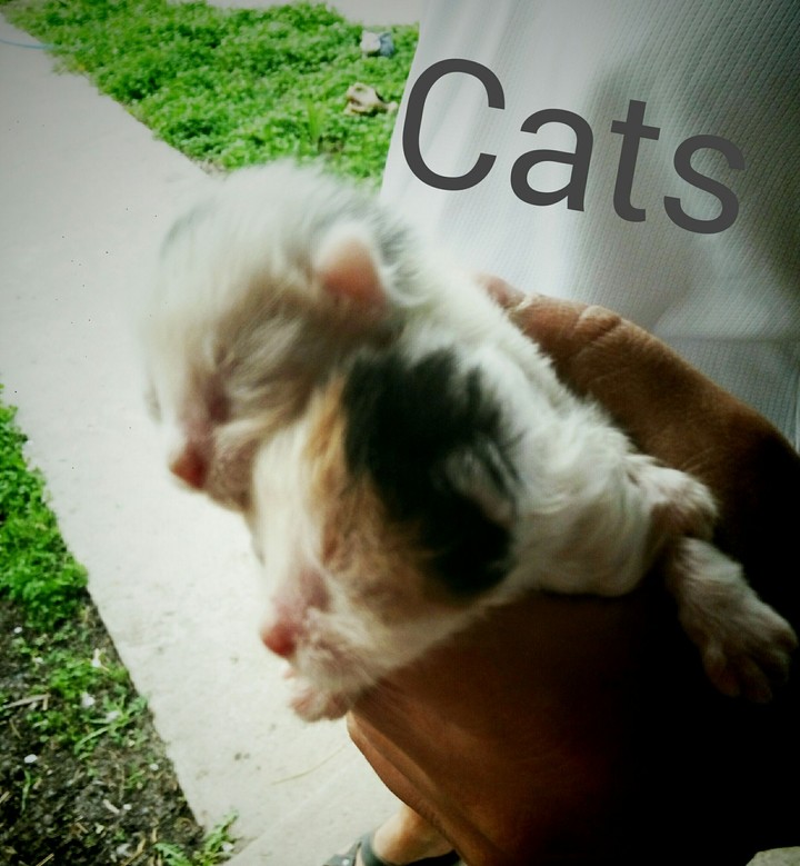 Cats