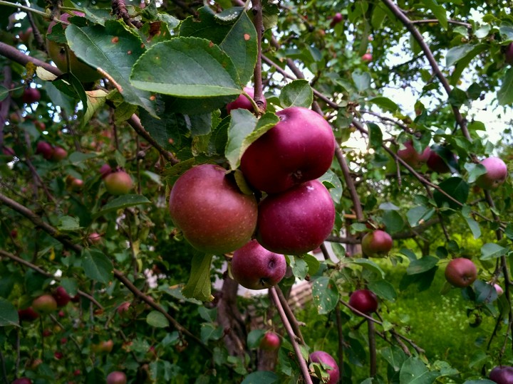 Apples
