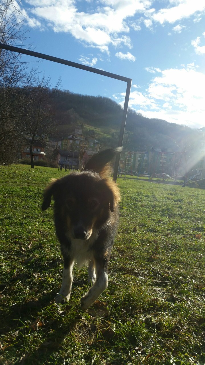 Dog
