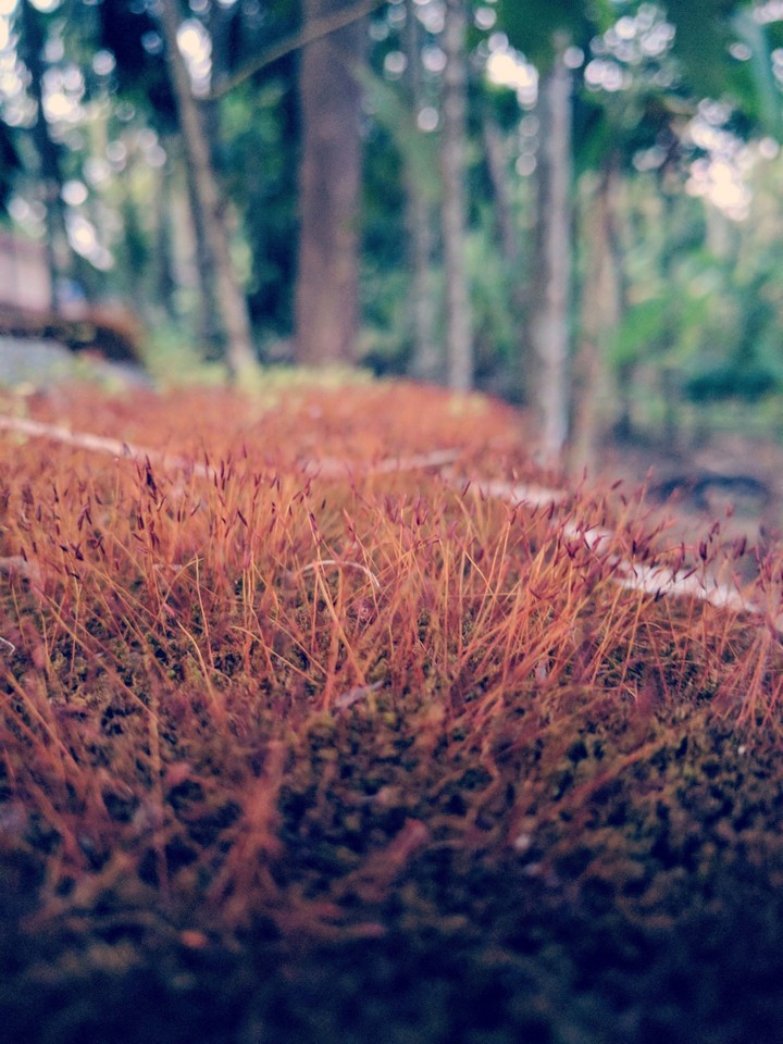 grass