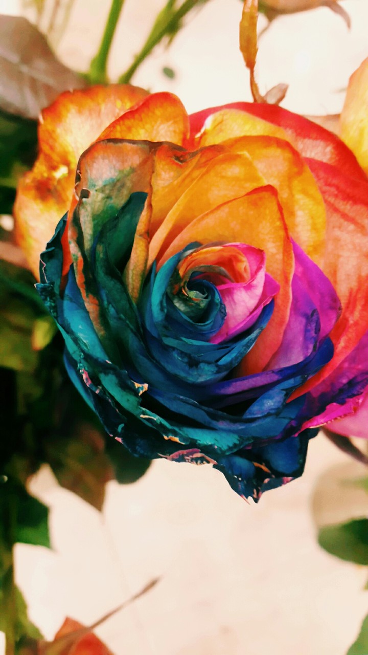 Beauty rose