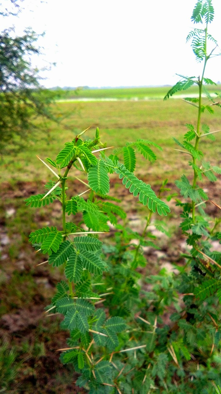 nature
