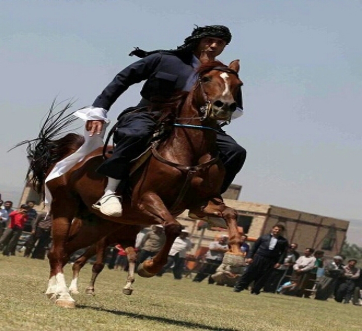 Kurdish horse