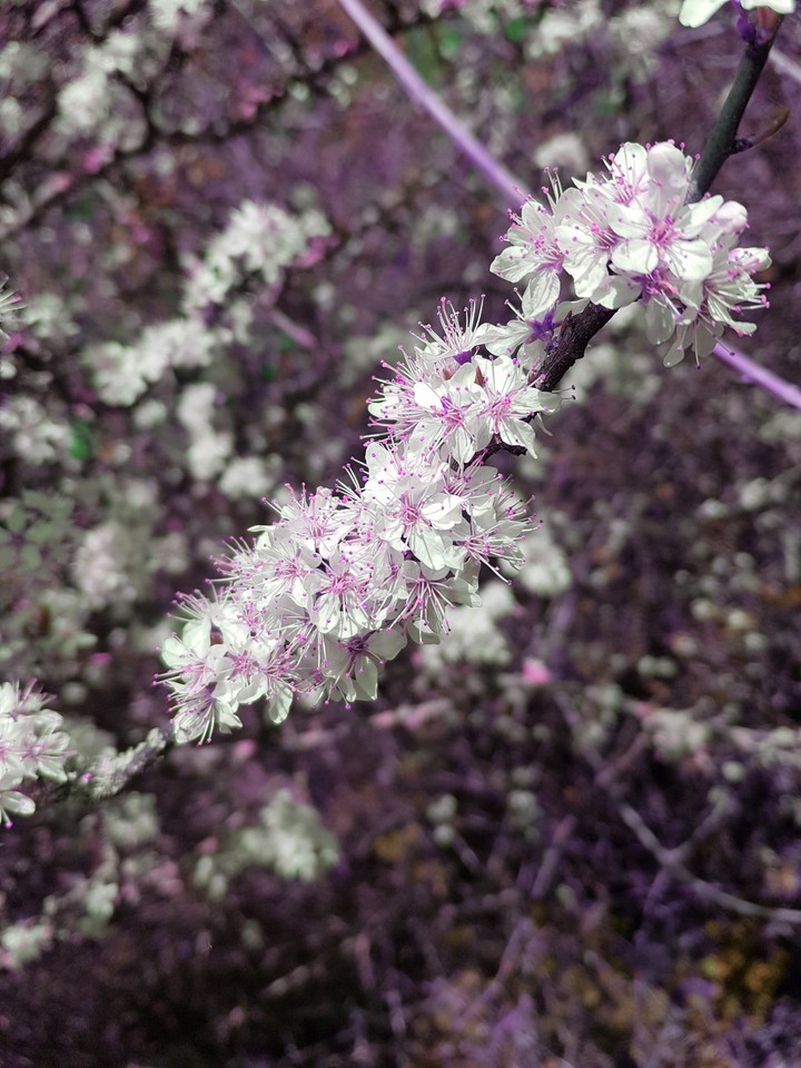 Blossom