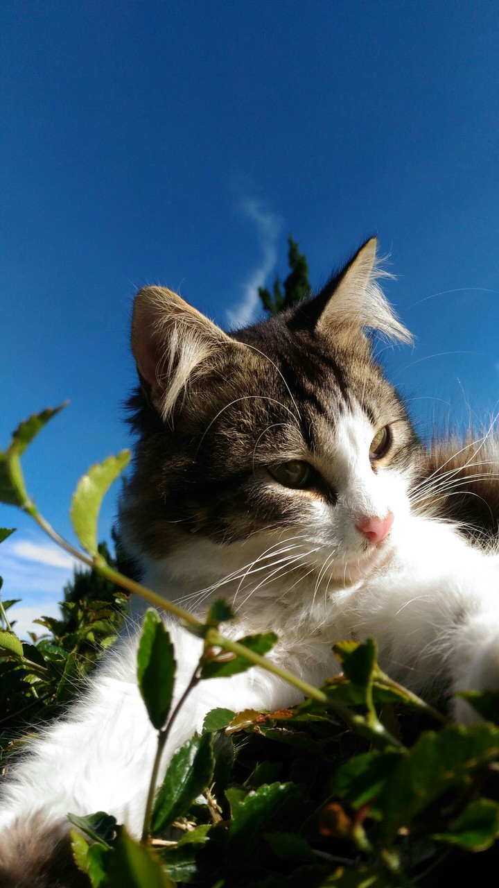 cats