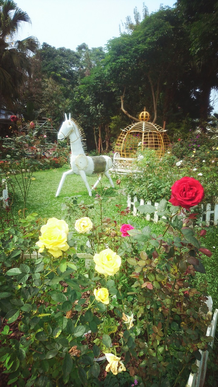 fairy tale - carriage