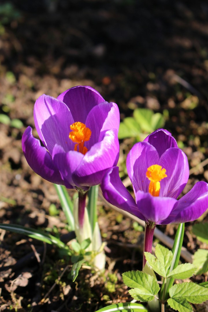 Frühling